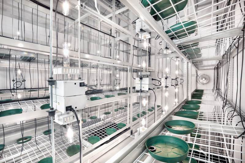 A positive pressure environment is the most effective for a cannabis grow room