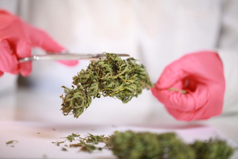 Evidence indicates contaminated cannabis drives high-risk complications and even death for immunocompromised hosts