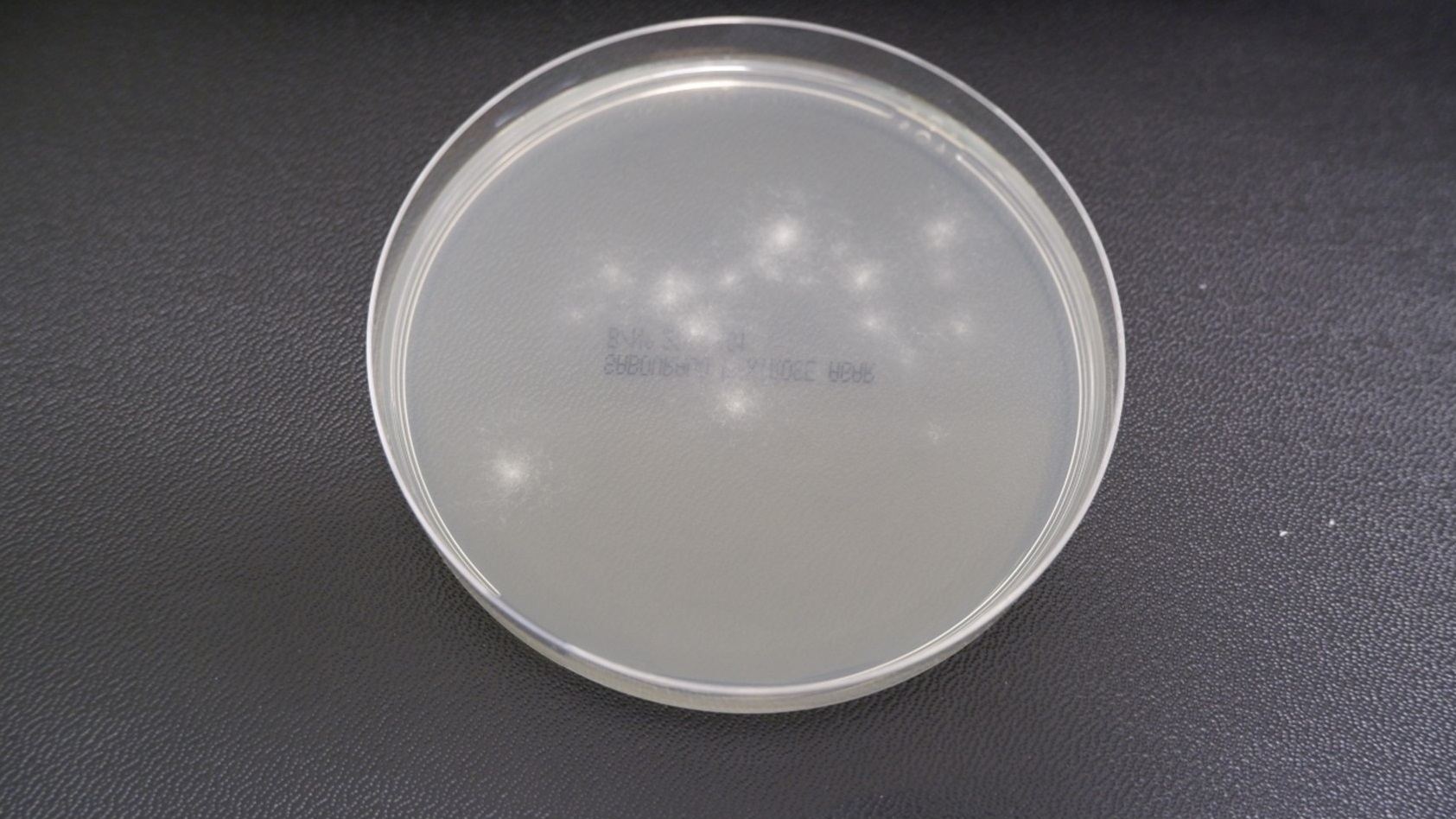 Figure 3a -Incubating plates - Aspergillus