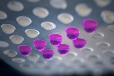 3D cell models can form in the hanging droplets. © Photo Fraunhofer IST
