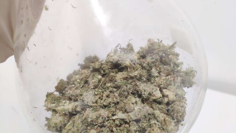 Cannabis flowers are imported for medical formulations