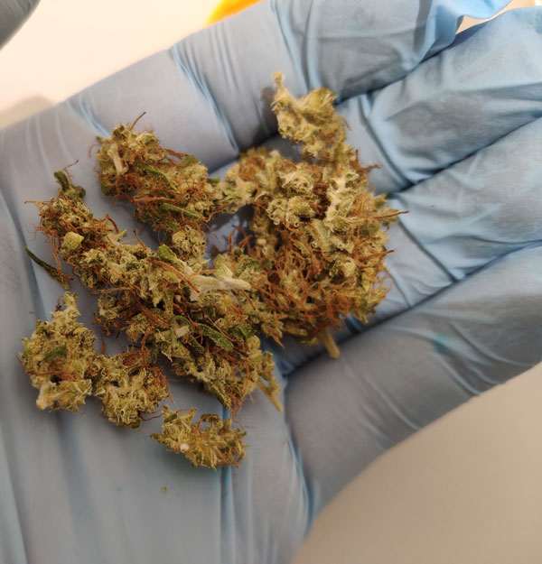 Medicinal cannabis extract: Compounding overview