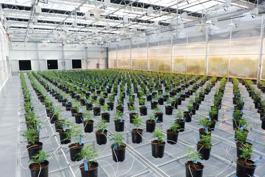 Michael Sassano: the man bringing US cannabis know-how to Europe 