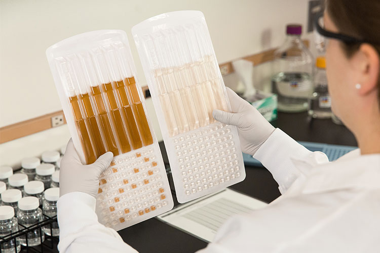 Legiolert provides a significantly faster method for detecting and quantifying Legionella pneumophila