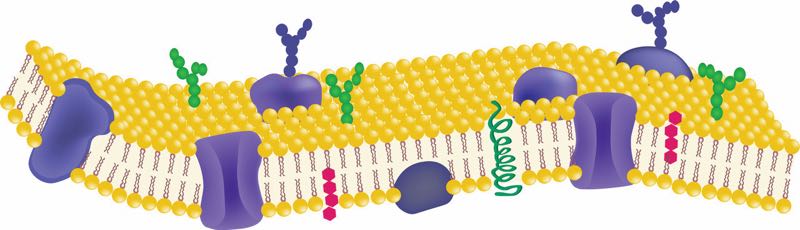 Cell membrane as target structure for PEF or HPP