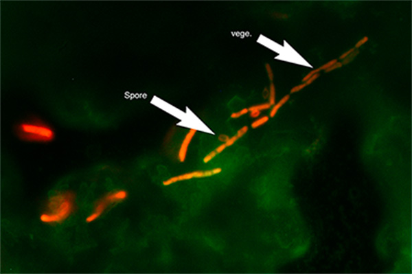 Micrograph of <i>B. cereus</i> biofilm stained with Live/Dead metabolic stain. Composite image of FITC ex/em and Texas Red ex/em illumination. Green coloration: FITC signal. Red coloration: Texas Red signal. ‘Spore’ arrow: bacterial spore morphology. ‘vege.’ Arrow: vegetative cell morphology. 1000x optical magnification