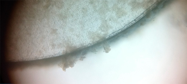CDC Biofilm Reactor disc